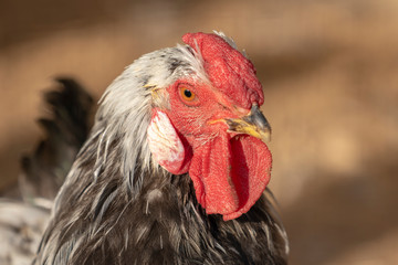 A rooster chicken portrait. This is a beautiful detailed closeup image of bird, cock