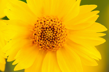 Yellow Mexican Sunflower Center Macro Shot