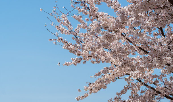 The light pink flowers that bloom in spring are cherry blossoms