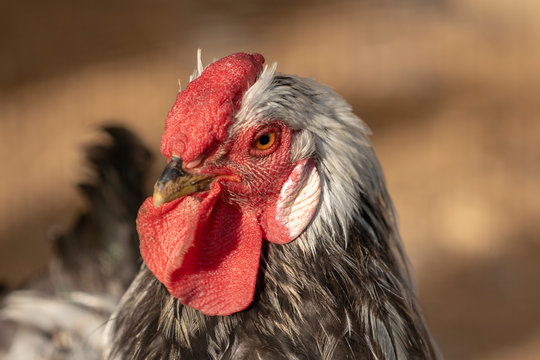A rooster chicken portrait. This is a beautiful detailed closeup image of bird, cock