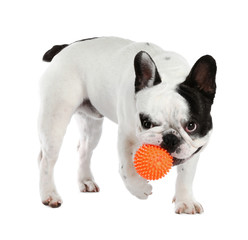 French bulldog playing with toy on white background