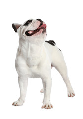 French bulldog on white background. Adorable pet