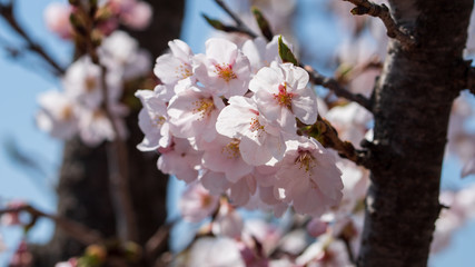 The light pink flowers that bloom in spring are cherry blossoms