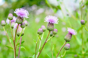 Fototapeta premium Wild flower Thistle or Marianum or Burdock - herbal plant used in medicine