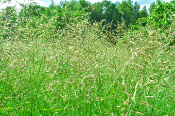 Meadow field with wild grass at sunny summer day. Selective focus