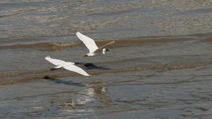 Two great white egret flies over shining Huangpu river with wings open widely, white egret skimming over the surface of water.