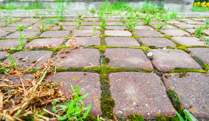 Wild grass and moss grow between small square cobblestone tiles of old pavement