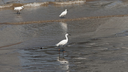 Great white egret walking on beach to find food