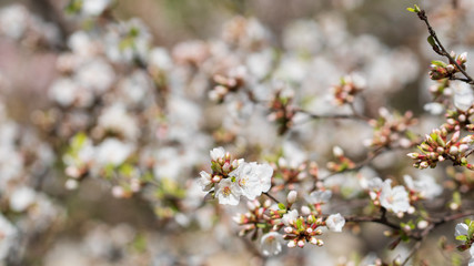 The light pink flowers that bloom in spring are cherry blossoms