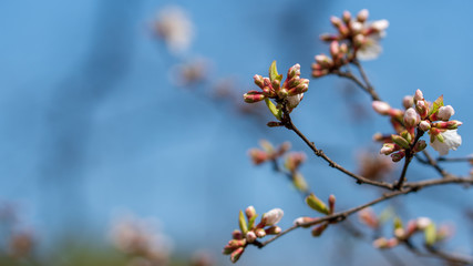 The light pink flowers that bloom in spring are cherry blossoms