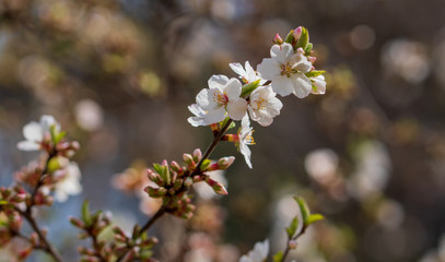 The light pink flowers that bloom in spring are cherry blossoms