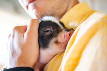 Hugging little piglet adorable comfort eyes close up © PhotoSpirit