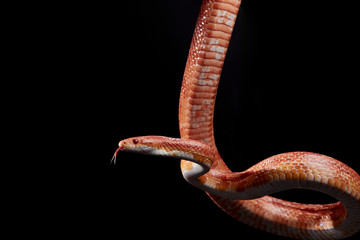 Close up of Corn snake