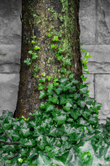 green ivy growing on the side of a tree
