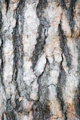 closeup of the bark of a tree