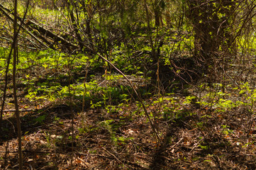Obraz premium Overgrown forest. trees and plants nature background