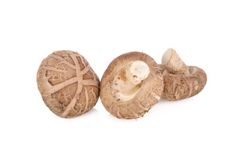 fresh shitake mushroom on white background