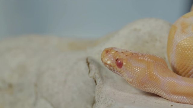 Exotic pet snake albino reptile with red eyes sitting on a skull. Macro nature of a slithering reptile. Tropical venomous snake species. Zoology concept. 
