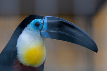 Close up of toucan tropical american bird