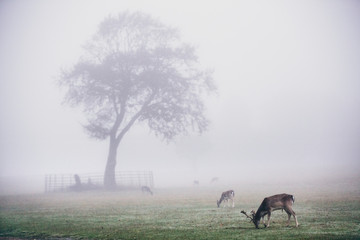 Deer grazing in park during mist