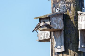 Purple martin bird