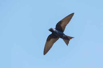 Purple martin bird