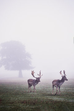 Deer walking in park during mist