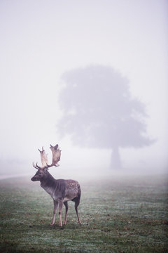 Deer Standing In Park During Mist