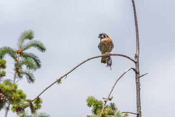 american kestrel bird