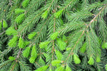 Fototapeta na wymiar Detail of fresh spruce fir tree branches with young green needles