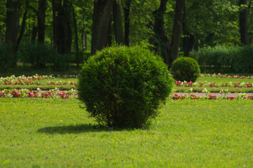 Tree with green foliage cutted in round shape. ball shaped bush