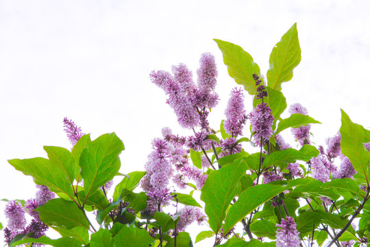 Lilac shrub flower blooming in spring garden. Common lilac Syringa vulgaris bush