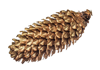 gold pine cone on isolated white background