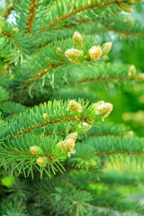 Detail of fresh spruce fir tree branches with young green needles