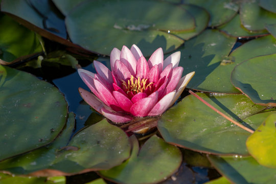 Lotus flower on the pond water after rain. Close up photography