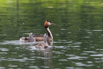 Great crested grebe