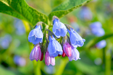 Wild blue, purle, pink flowers like bell and buds on summer meadow. Wild flowers