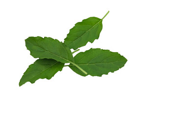 Basil leaves with isolated on a white background