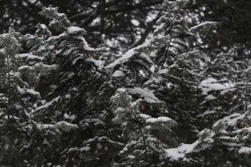 snow on tree