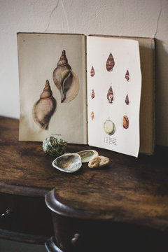 Venus Ear Shells With Vintage Card On Table