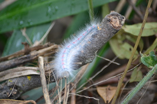 Lagarta