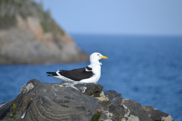 Albatroz