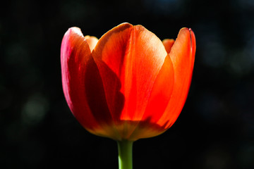 Red tulip. Spring red pink tulip blooming with green stalk in center garden field out of focus dark bokeh background. Concept image for seasons Spring, Summer, Nature, Valentine´s and Mother´s Day.