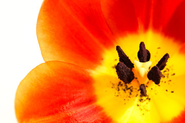 Orange and yellow flame tulip flower extreme macro close up. Details tulip inner flower with pistil and stamen, filament, stigma, petals visible. Concept for delicate nature,  Spring, Summer.
