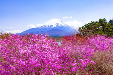 富士山とつつじ、山梨県富士河口湖町精進湖にて