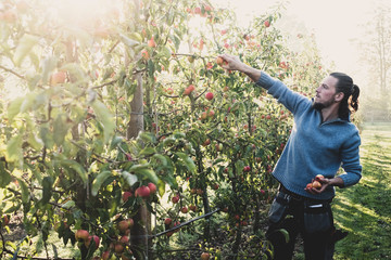 Young man picking apples from tree in apple orchard