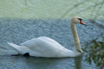 Obraz premium Lake with a white swan. Portrait of beautiful bird.