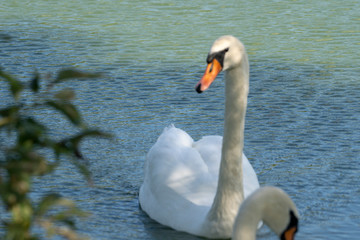 Lake with a white swan. Portrait of beautiful bird.