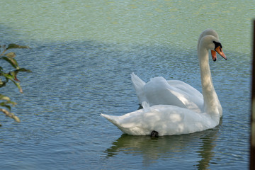 Obraz premium Lake with a white swan. Portrait of beautiful bird.