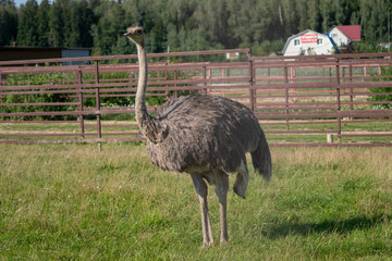 Ostrich. Photo of bird head and neck. Portrait of animal